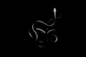 xtreme haunt will test your feat of snakes